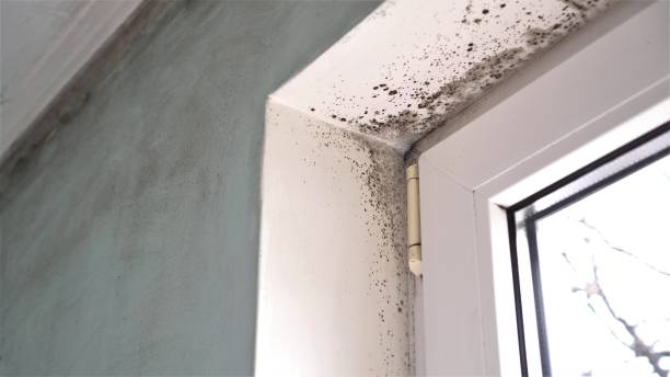Best Commercial Mold Removal  in St Charles, MO