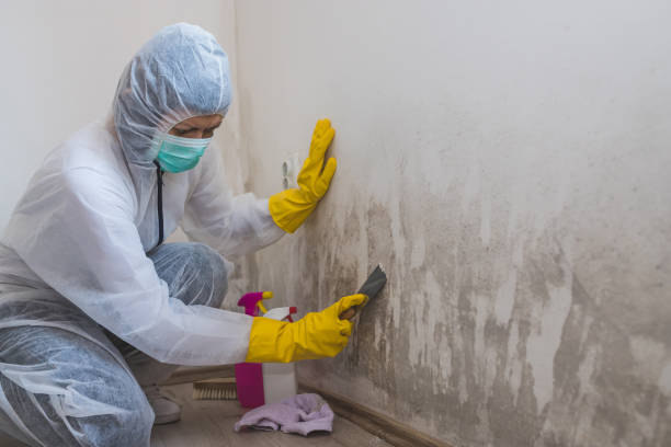 Best Mold Remediation  in St Charles, MO