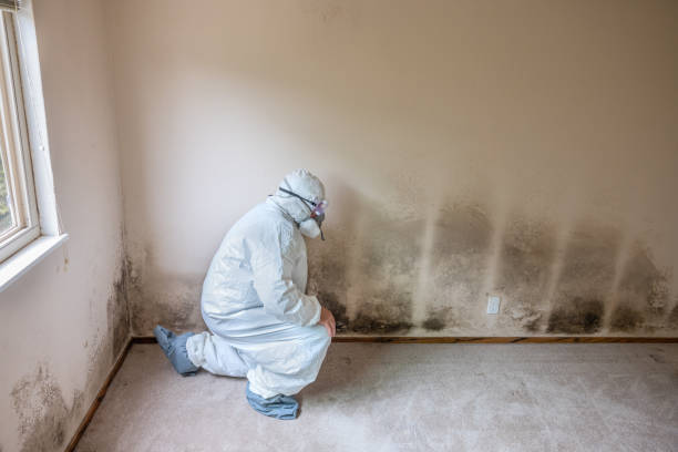Best Mold Removal Process  in St Charles, MO