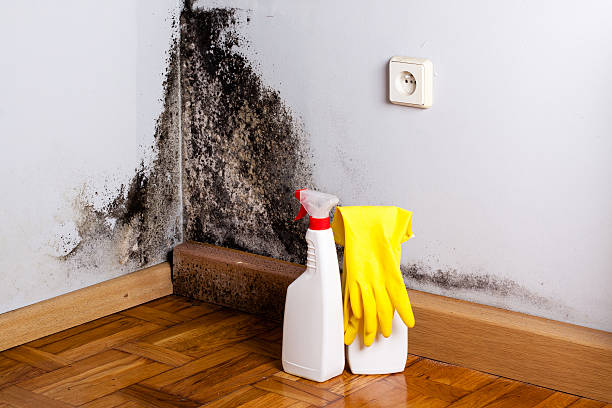 Best Best Mold Removal Companies  in St Charles, MO
