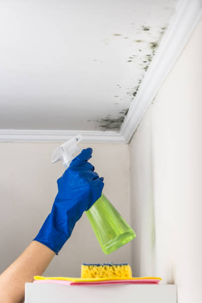 Best Mold Damage Repair  in St Charles, MO