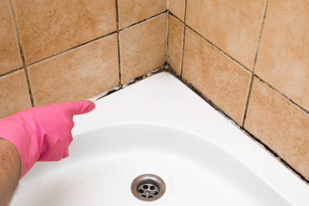Best Certified Mold Removal  in St Charles, MO